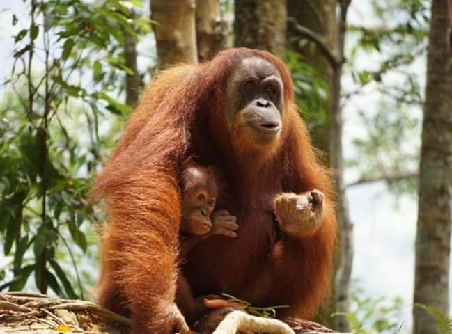 Bukit Lawang Hotel Exterior photo